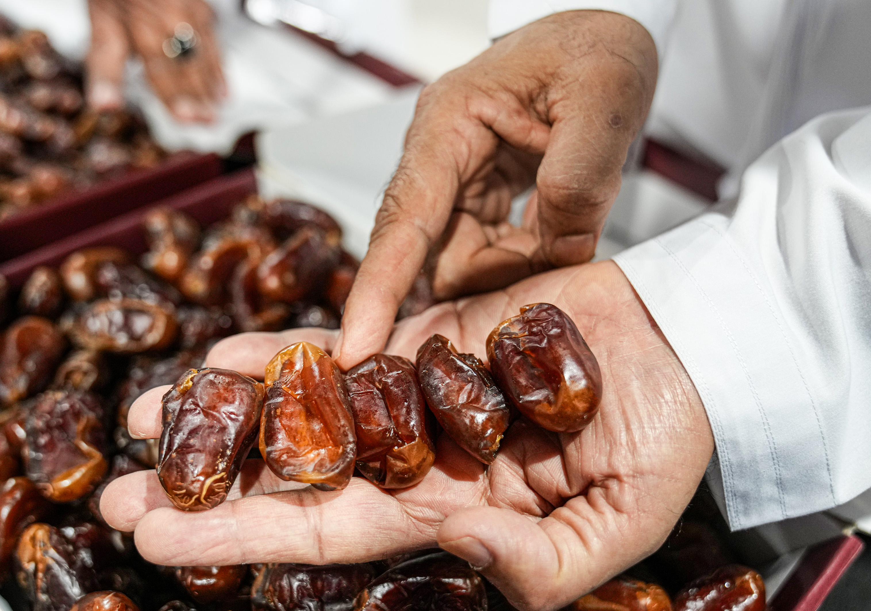 al dhafra dates festival and auction