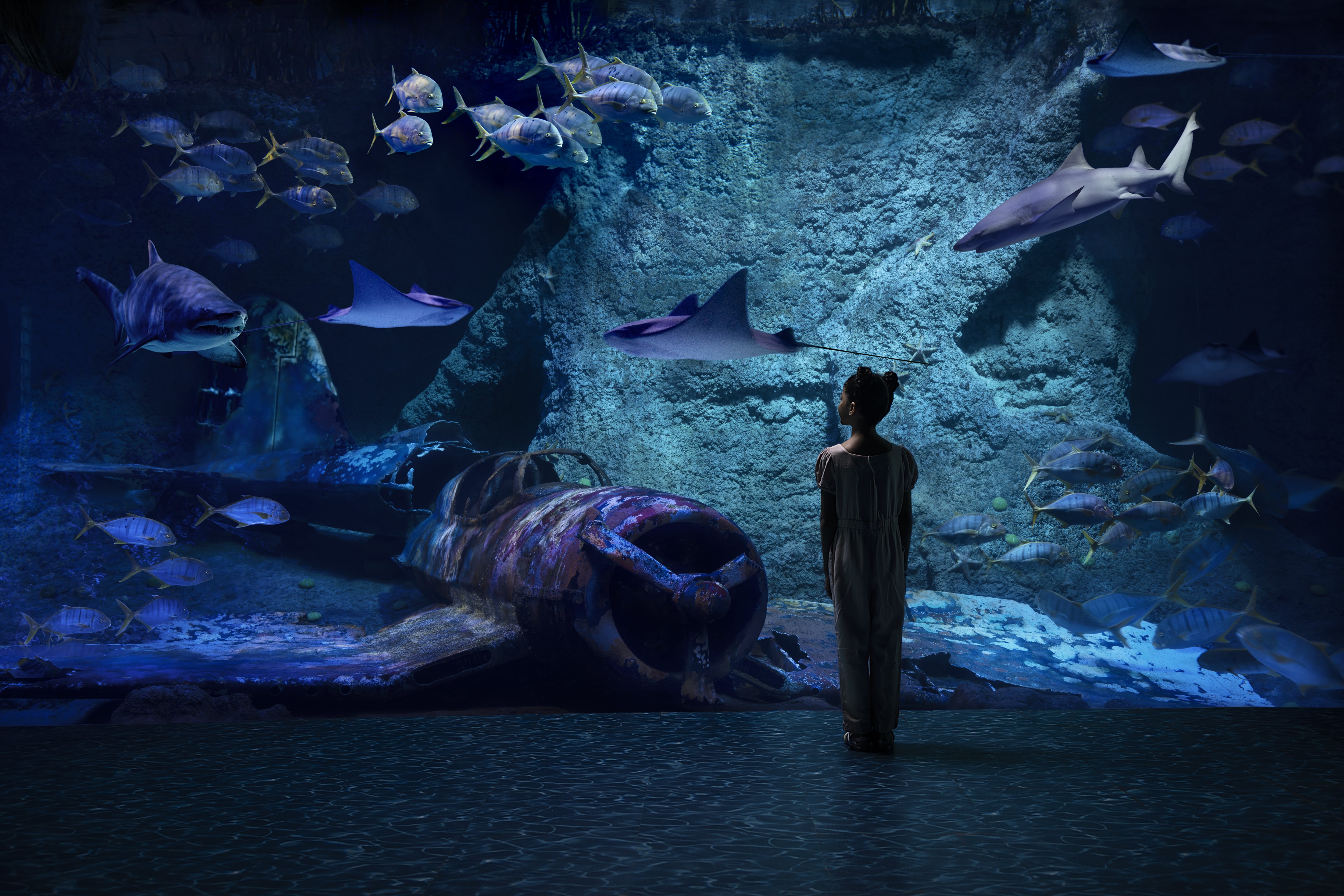 Girl gazing at sharks and stingrays in an underwater aquarium with a sunken plane in Abu Dhabi.