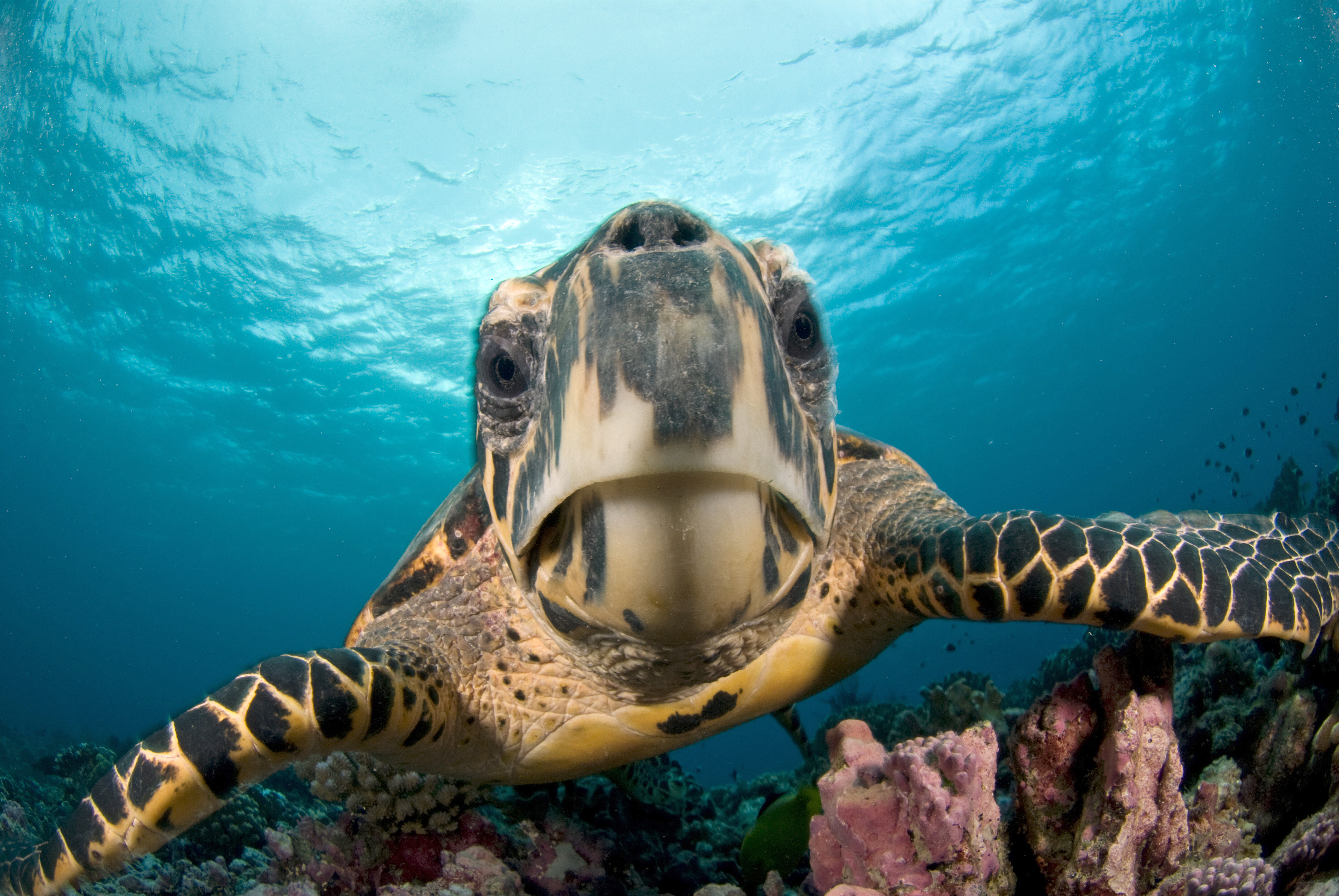  Dans les zones marines protégées, une tortue nage parmi les coraux éclatants : une scène poétique qui célèbre la richesse fragile des écosystèmes marins.