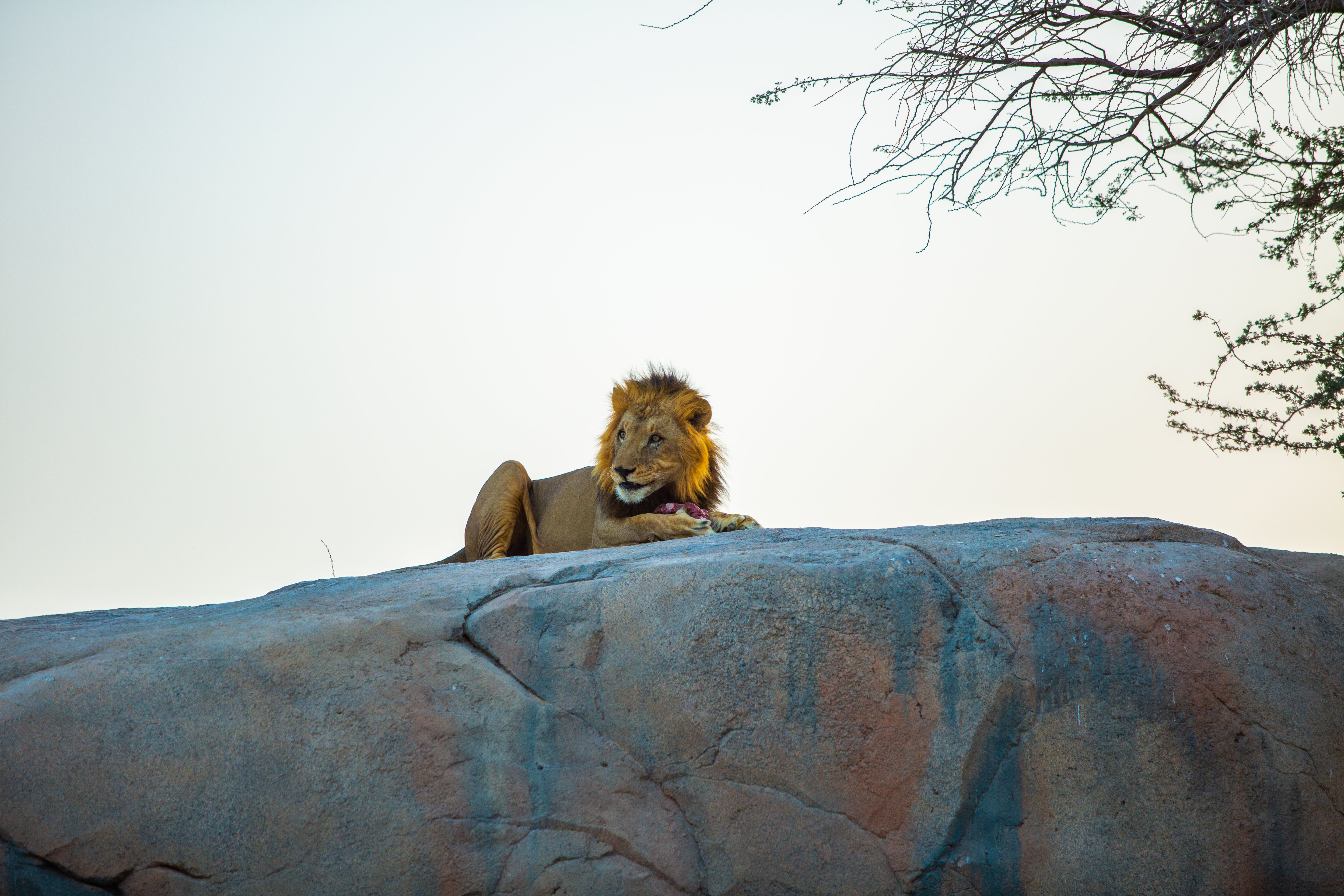 5. 艾恩动物园（Al Ain Zoo）