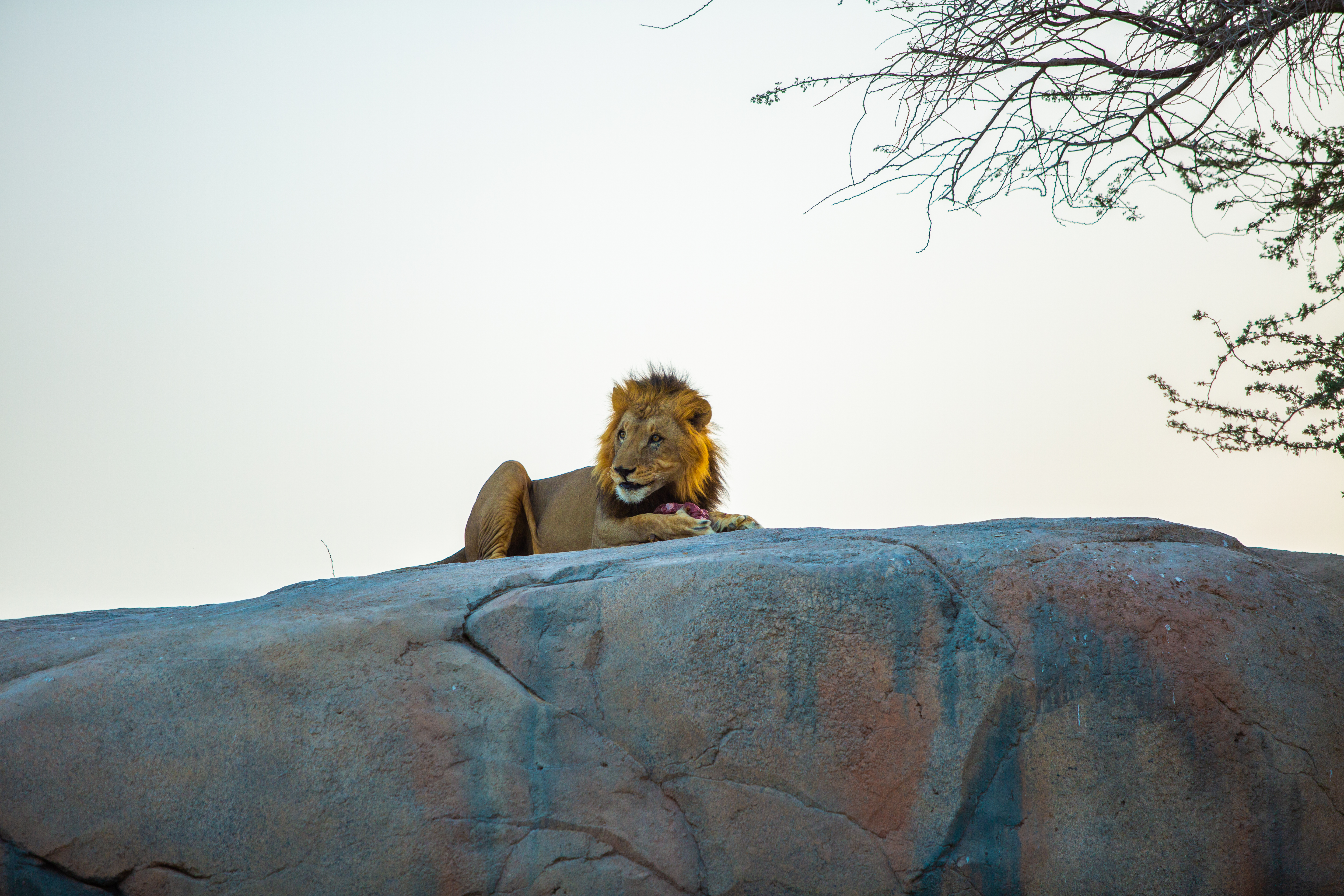  Au Zoo d'Al Aïn, observez un lion majestueux dans son habitat naturel, une expérience captivante qui éveille la curiosité des enfants et renforce leur lien avec la faune sauvage.