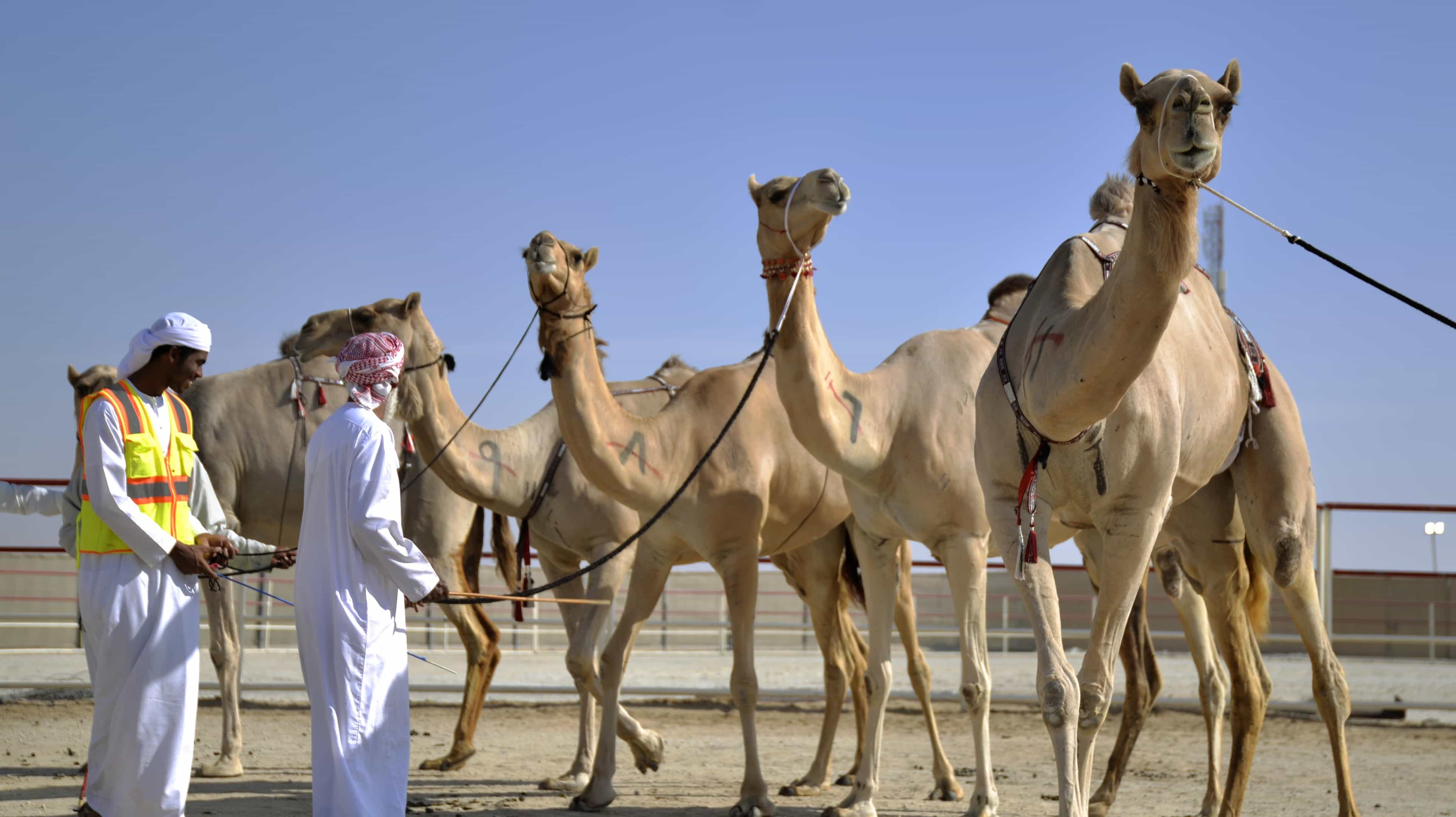 3 traditions culturelles originaires d’Abu Dhabi et de la région