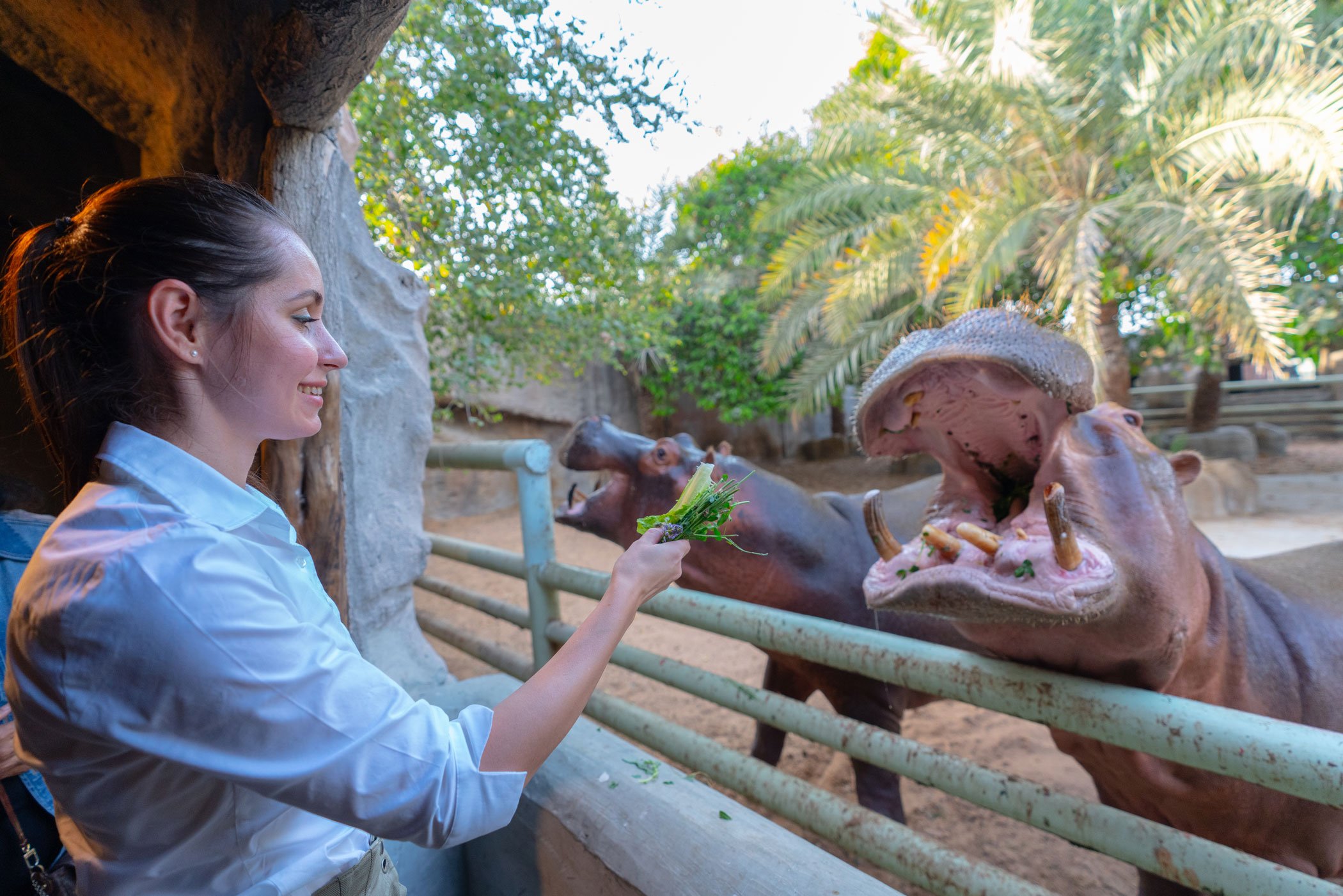 4. מפגשי האכלה בגן החיות אמירייטס פארק (Emirates Park Zoo)