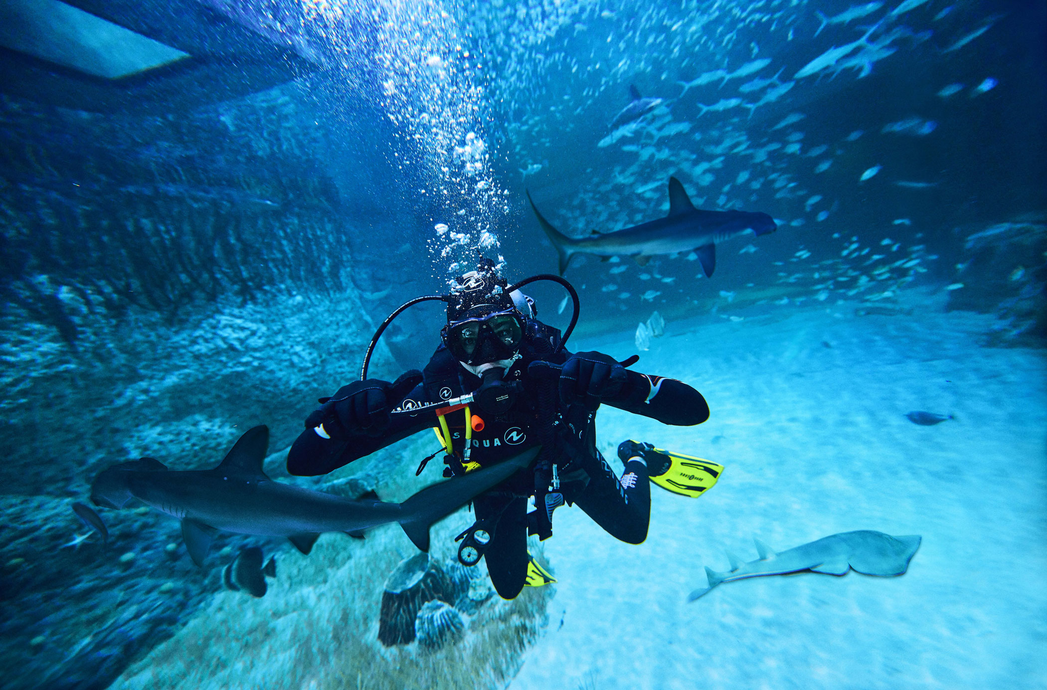 2. Marvel at marine life at SeaWorld and The National Aquarium