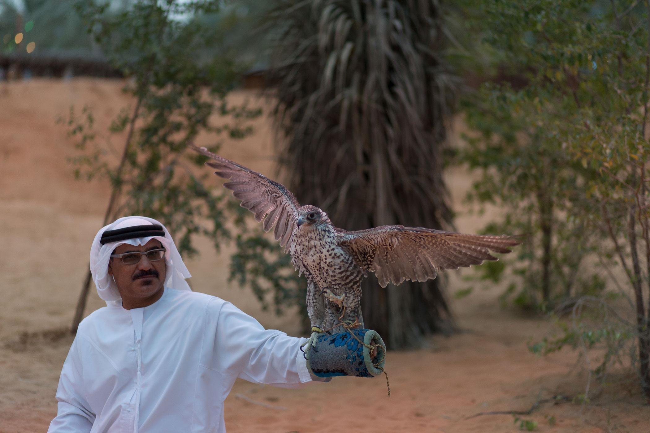 5. Meet the majestic falcon