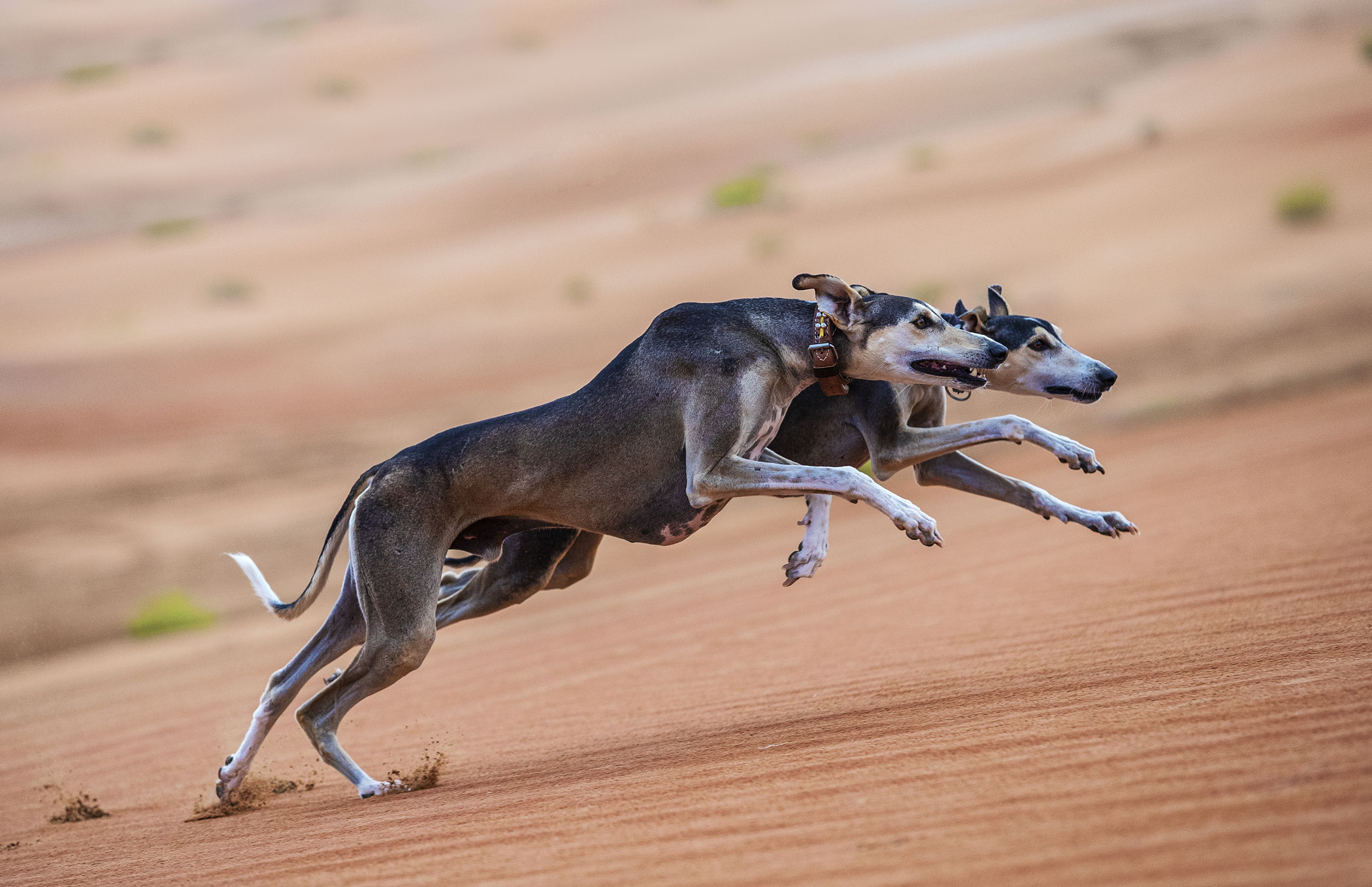 6. See an iconic breed at the Saluki Centre