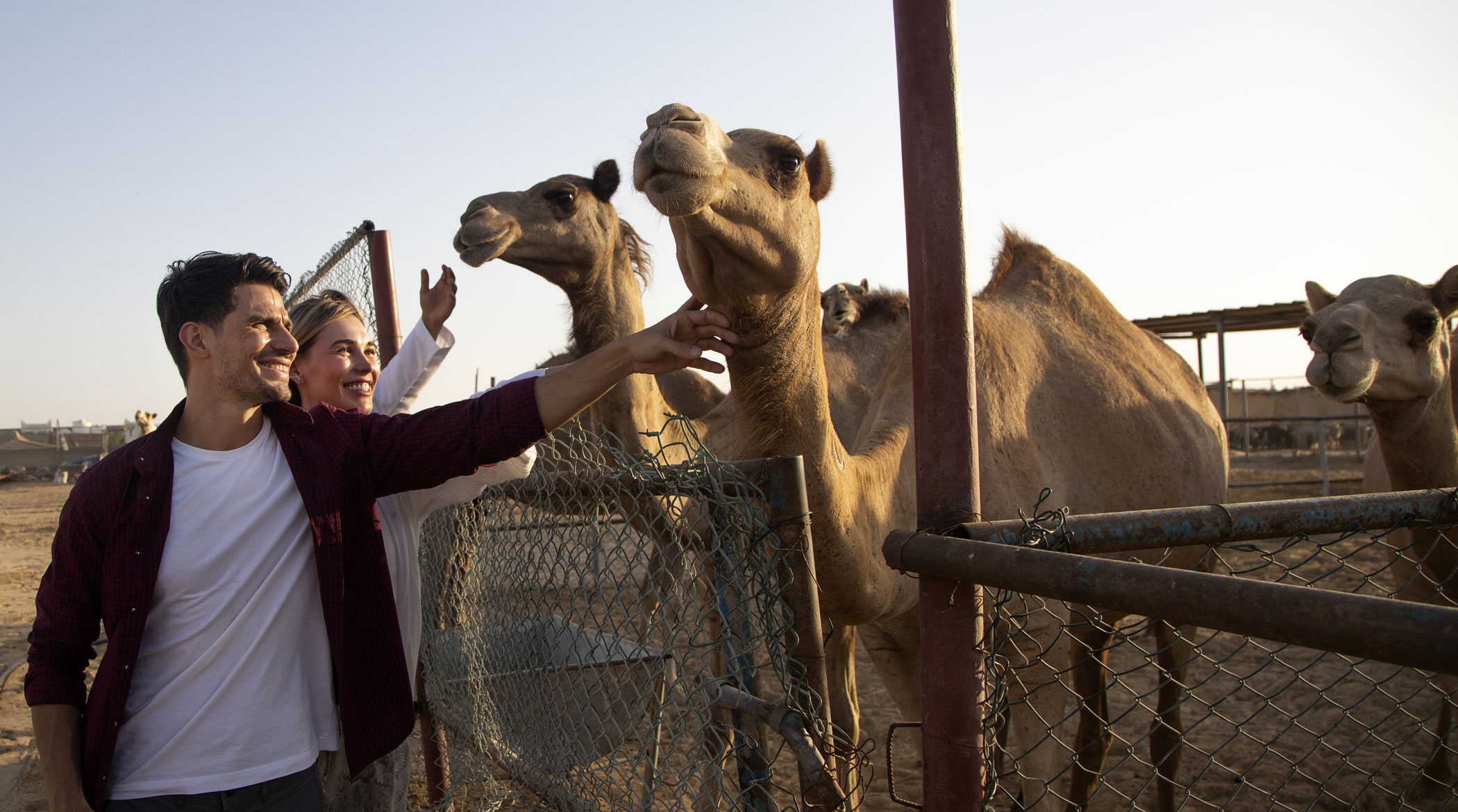 7. Experience a traditional camel market