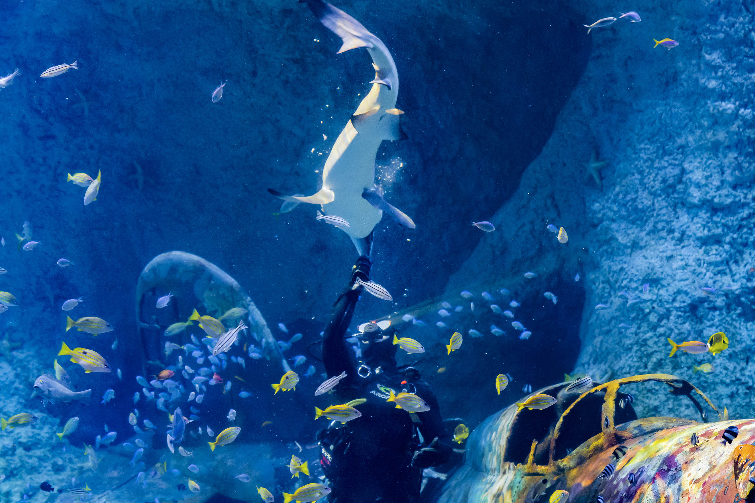  Un plongeur interagit avec un requin dans l'aquarium d'Abu Dhabi, révélant la beauté marine et la diversité des espèces.