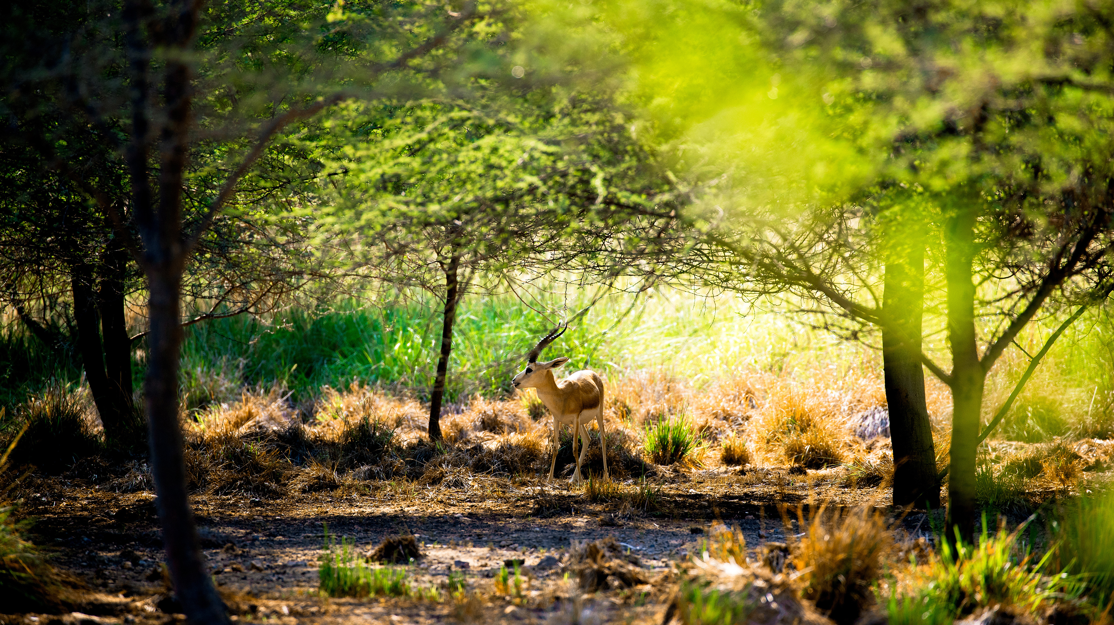 Gazelle in the Abu Dhabi nature reserve