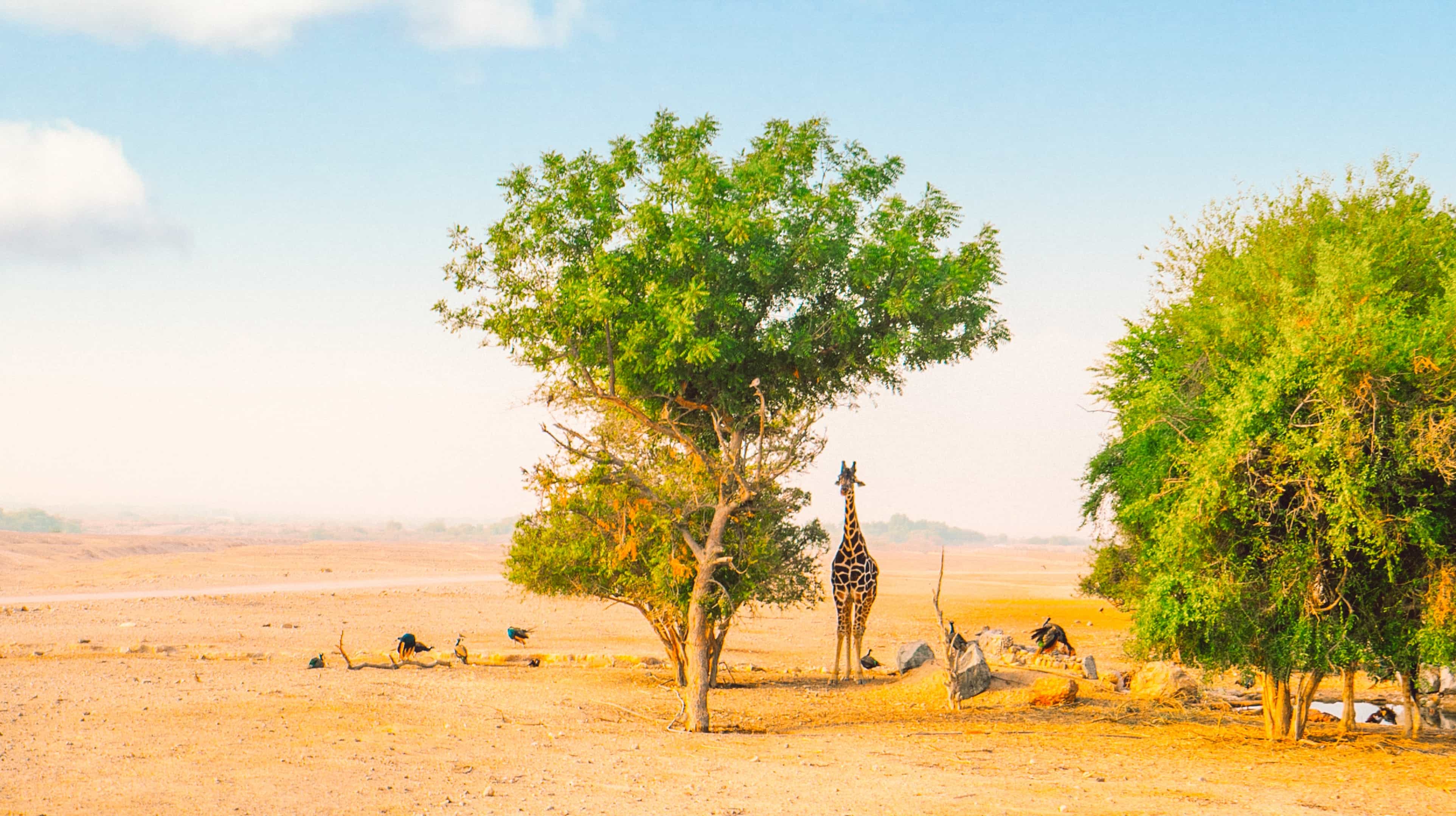 האי סיר באני יאס (Sir Bani Yas Island)