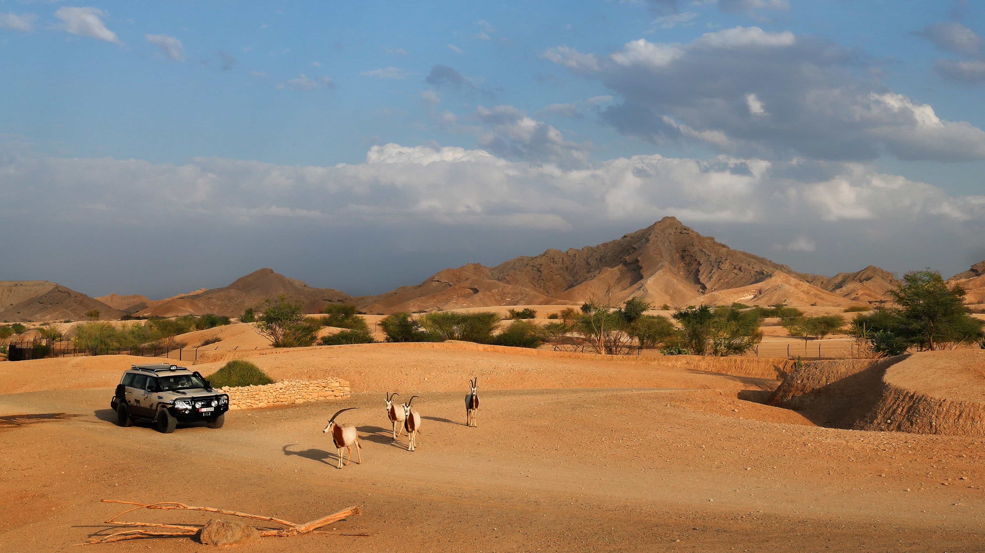 Panorámica del parque natural Arabian Wildlife Park con gacelas en libertad en Abu Dhabi